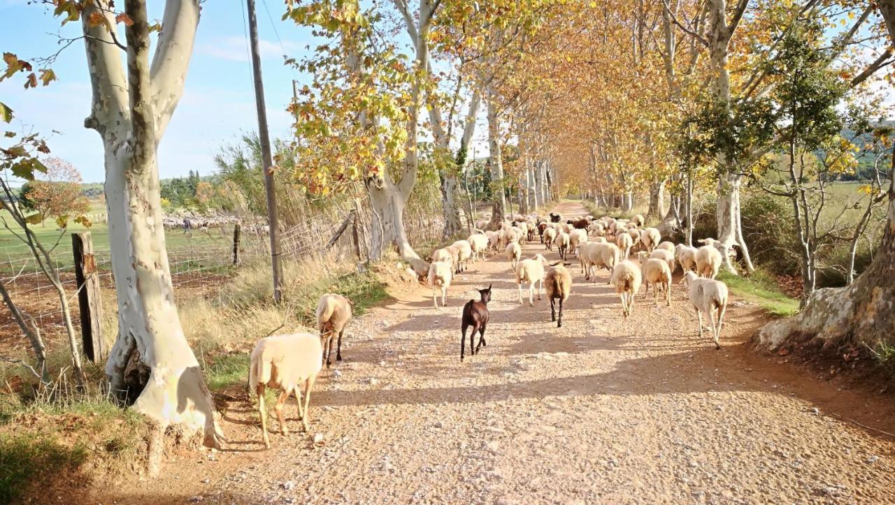 Mas Del Llop Blanc - Dog Friendly Hostal Rural - B&B Sobrestany Exteriör bild