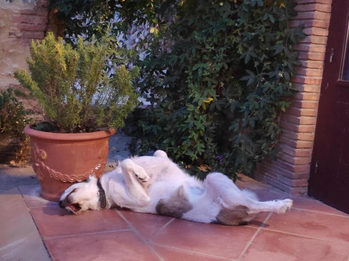 Mas Del Llop Blanc - Dog Friendly Hostal Rural - B&B Sobrestany Exteriör bild